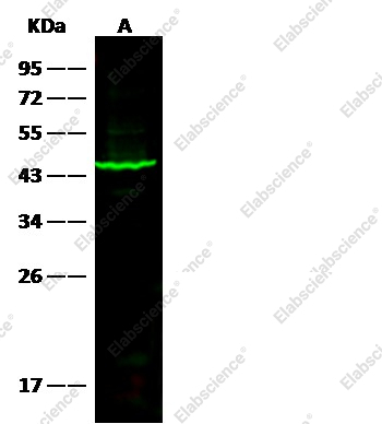 SerpinB1/ELANH2 Monoclonal Antibody - 1