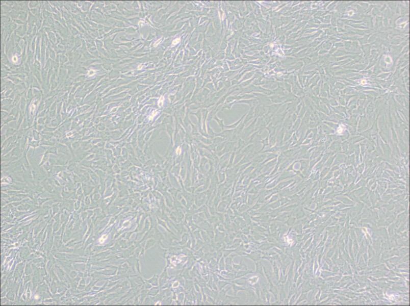 GC-2spd(ts) Cell Complete Medium - small - 2