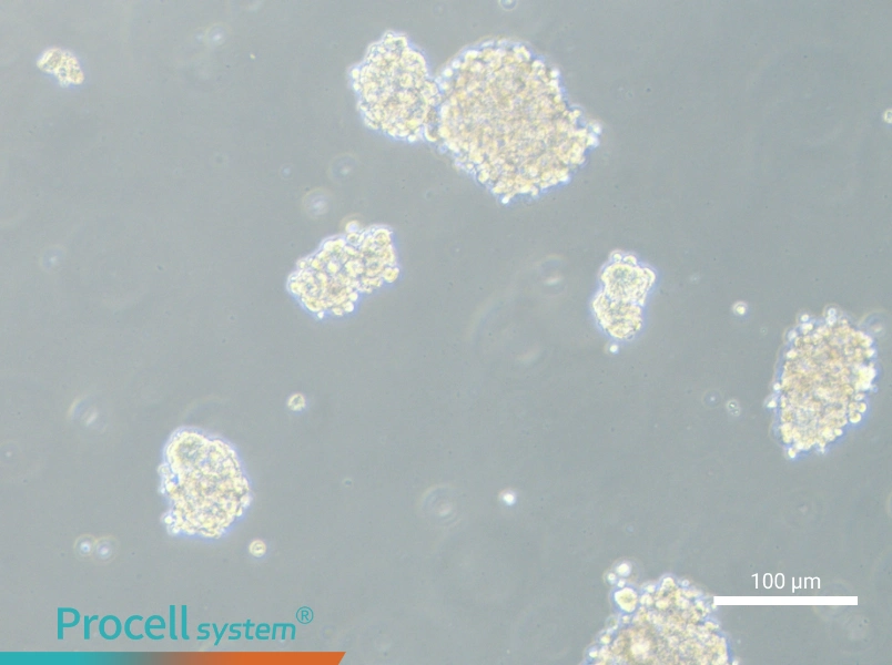 NCI-H1975 (3D)NCI-H1975 (3D) - 1