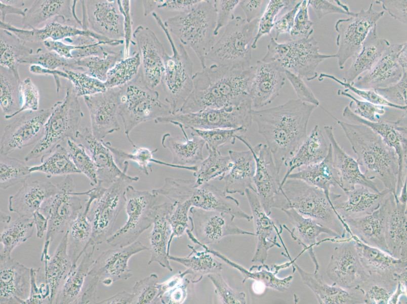 A-498 Cell Complete Medium - 6