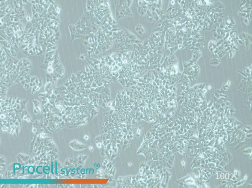 MHCC97-L Cell Complete Medium - 3