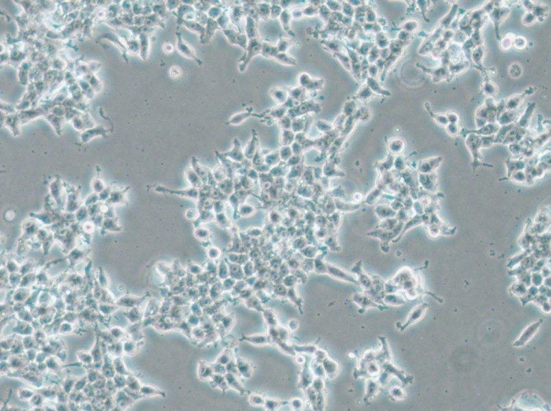 DMS 53 Cell Complete Medium - 6