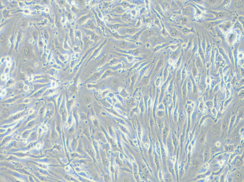 bEnd.3 [BEND3] Cell Complete Medium - 4