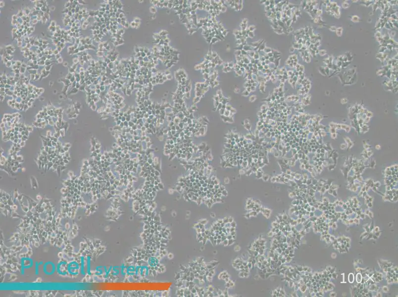 266-6 Cell Complete Medium - 1