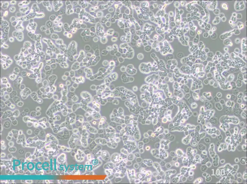 NCI-H2087 [H2087] Cell Complete Medium - 1