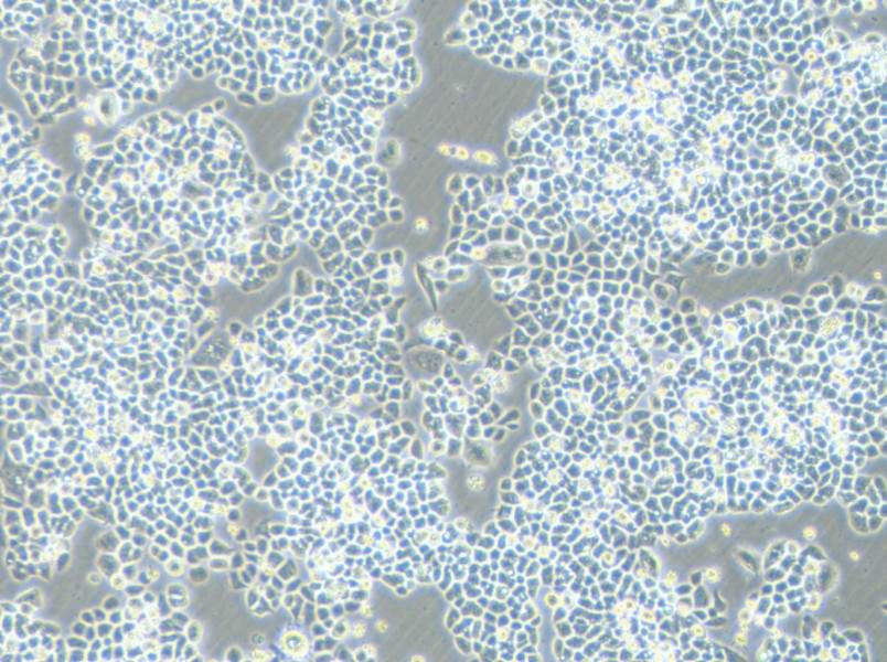 HCT-15-5FU Cell Complete MediumHCT-15-5FU Cell Complete Medium - 2