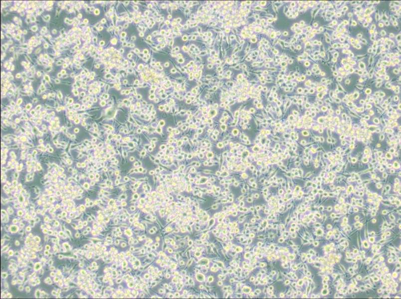 BV2 (DMEM) Cell Complete MediumBV2 (DMEM) Cell Complete Medium - 3