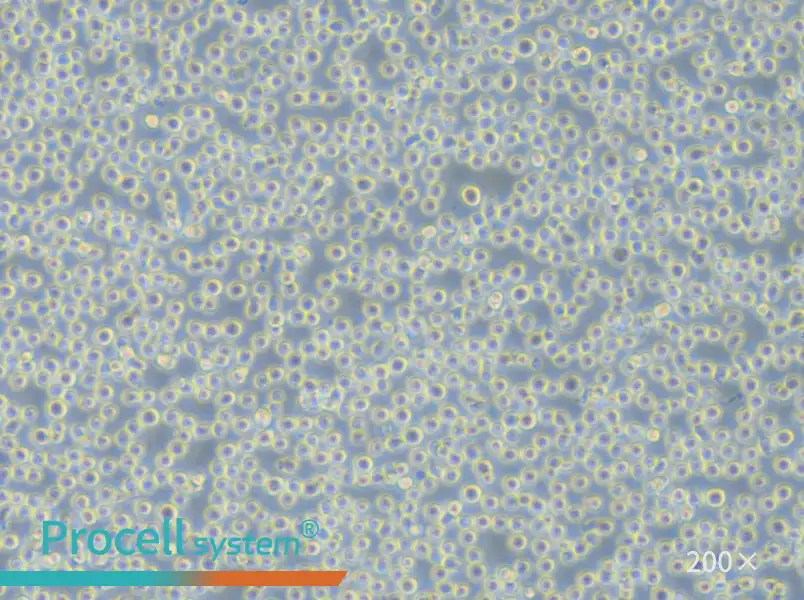 Sc-1 Cell Complete Medium - 6