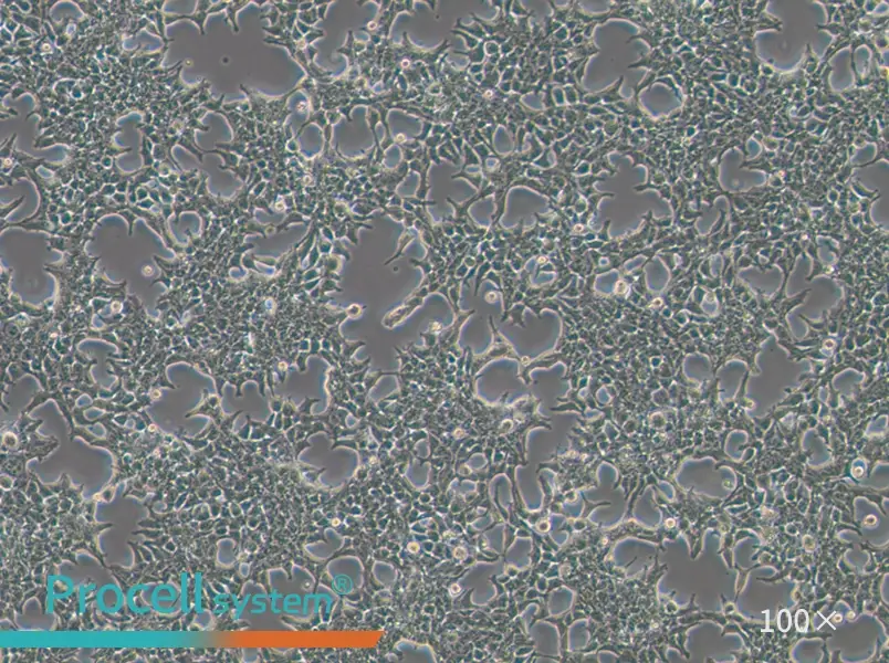 293T [HEK-293T] Cell Complete Medium - 2