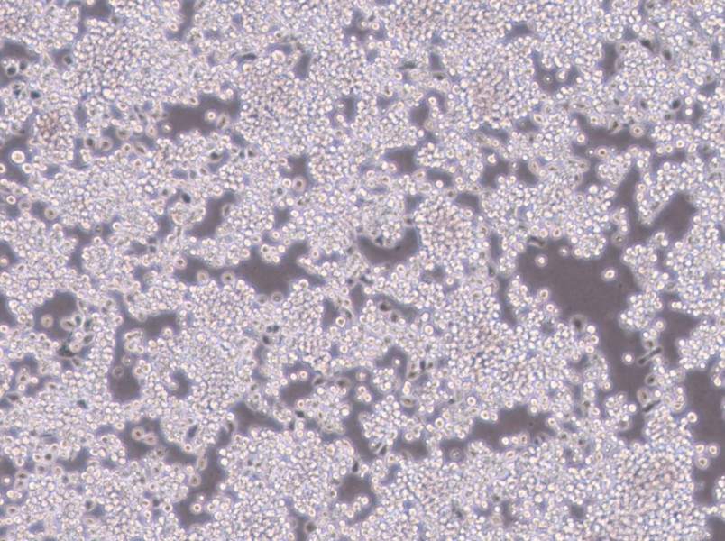 Y3-Ag 1.2.3 Cell Complete MediumY3-Ag 1.2.3 Cell Complete Medium - 2