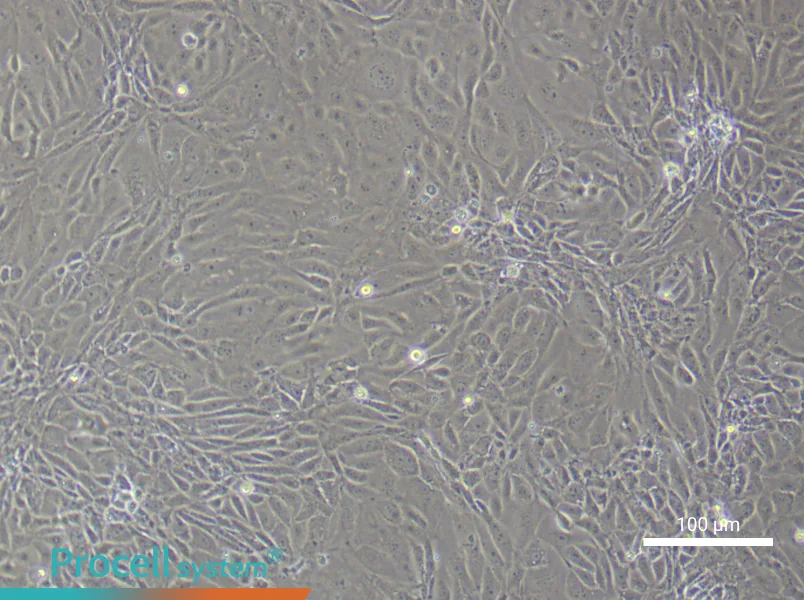 Mouse Prostate Epithelial Cell Complete Medium - 3
