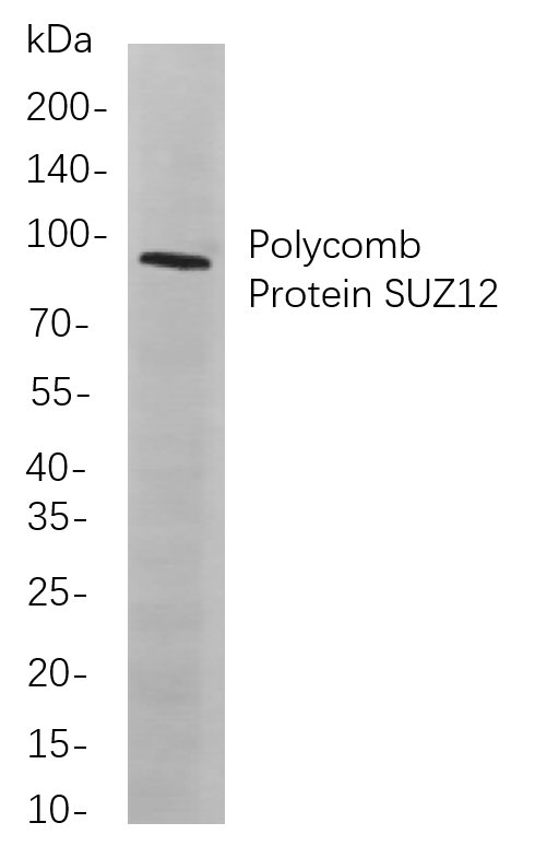 Recombinant Polycomb Protein SUZ12 Monoclonal Antibody-searchlist-1