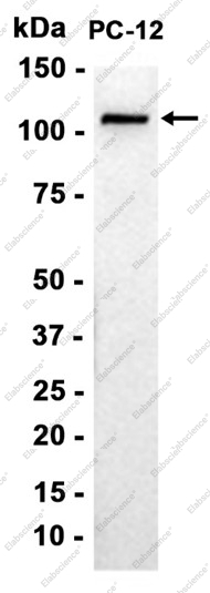 Recombinant KIF5B Monoclonal Antibody - 3
