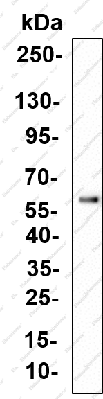 Recombinant c-Fos (Phospho Ser32) Monoclonal Antibody - 1