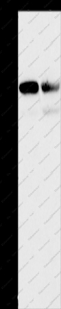 CD2AP Polyclonal Antibody - 1