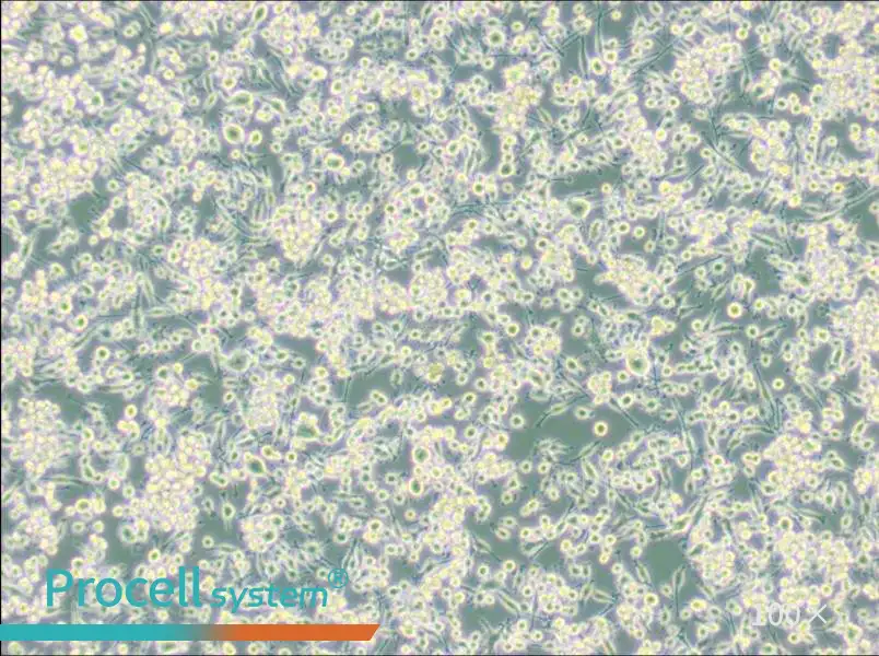 BV2 Cell Complete Medium - 2