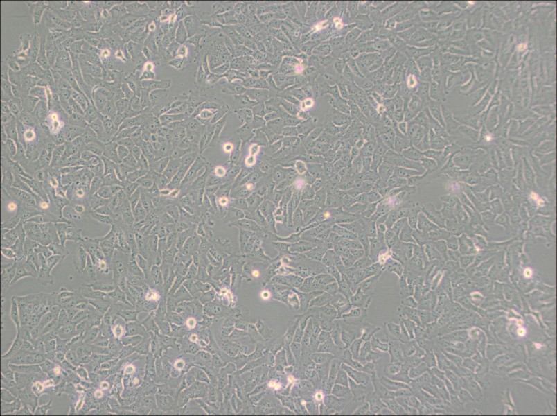 KHOS-240S Cell Complete Medium - 3