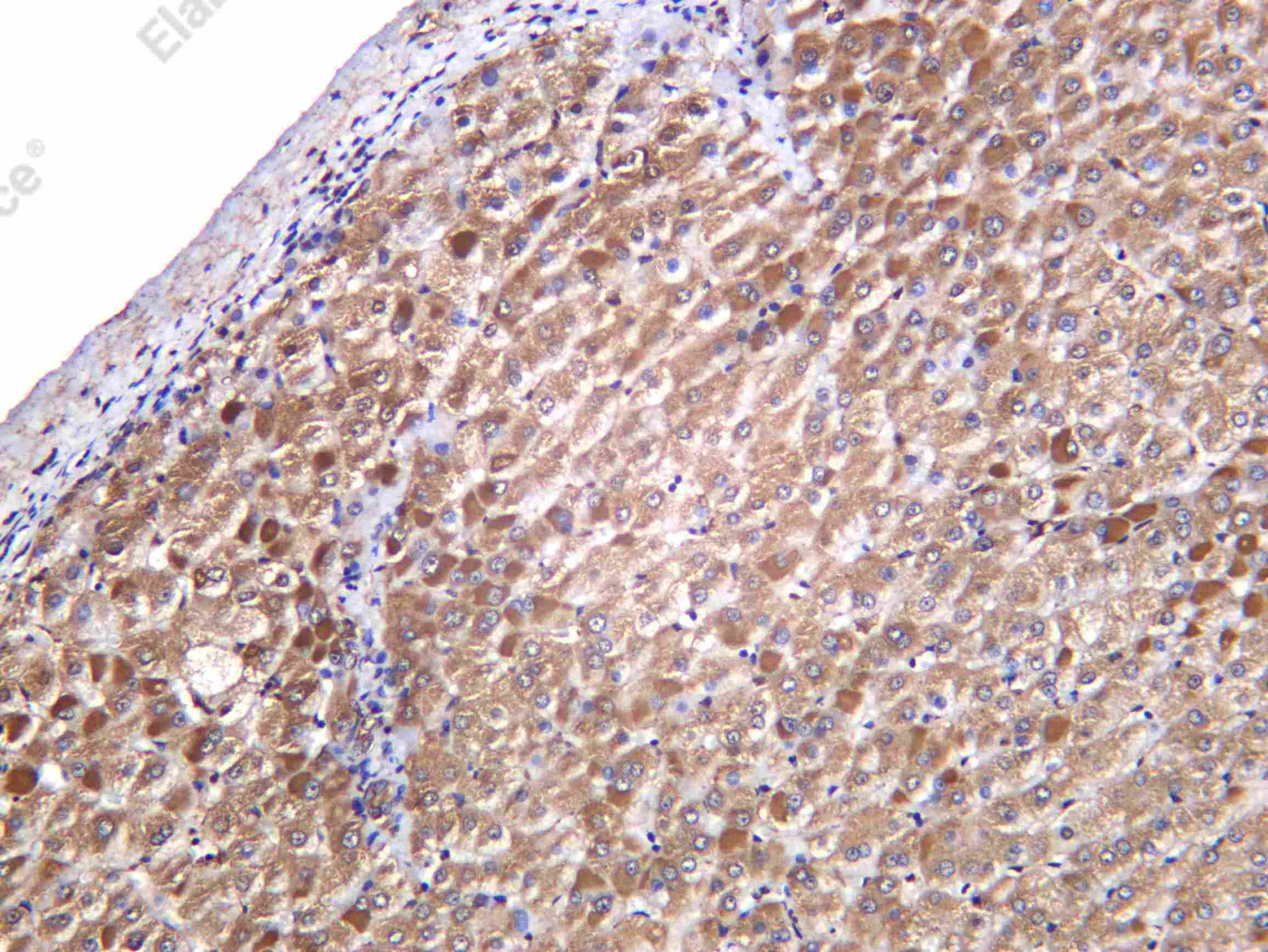 Recombinant HGFL Monoclonal Antibody - 1