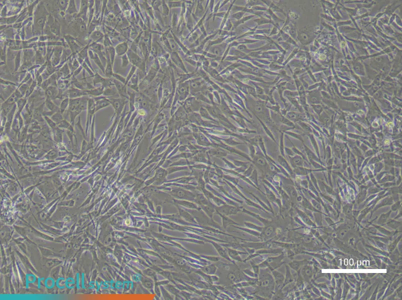 Human Adipose-derived Mesenchymal Stem Cell Complete Medium - 3