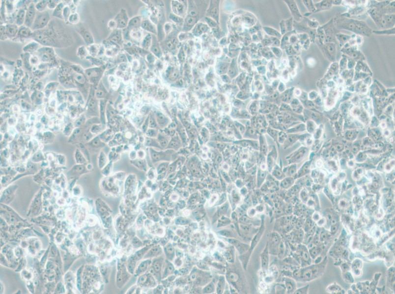 MES-SA Cell Complete Medium - 6