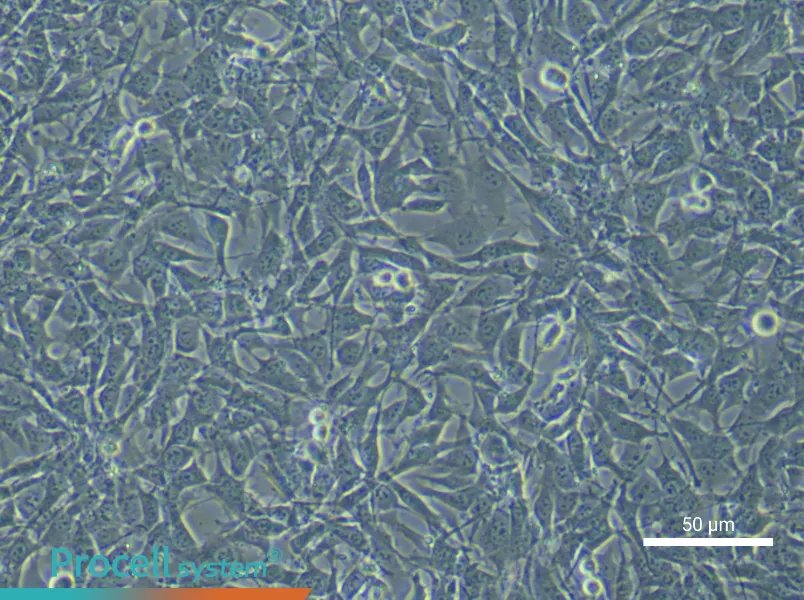 Mouse Dental Pulp Stem Cells - 4