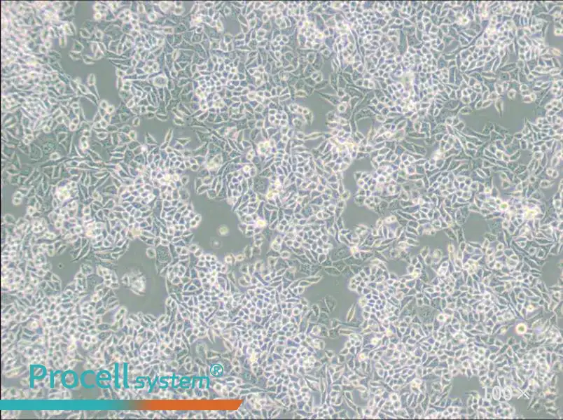 AN3 CA Cell Complete Medium - 1