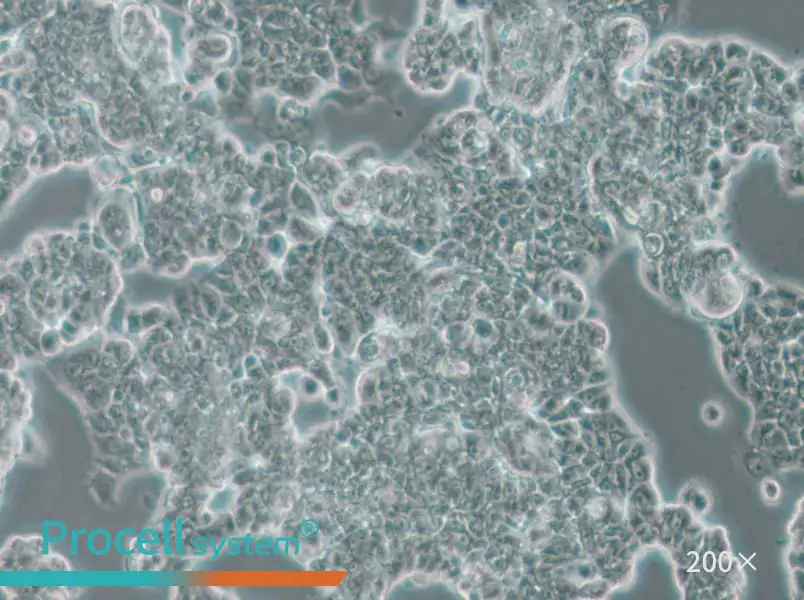 MCF7 [MCF-7] Cell Complete Medium - small - 4