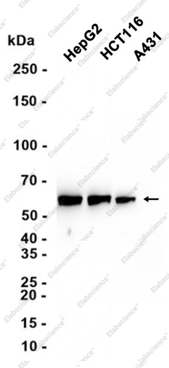 Recombinant PTBP1 Monoclonal Antibody - 3