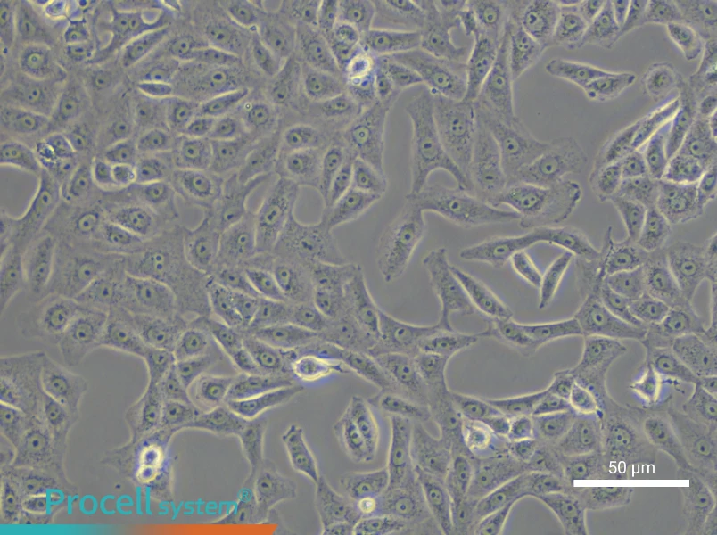 Vero Cell Complete Medium - small - 4