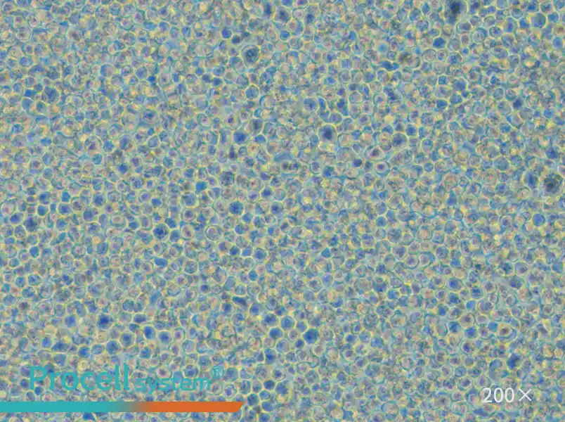 THP-1 Cell Complete Medium - small - 6