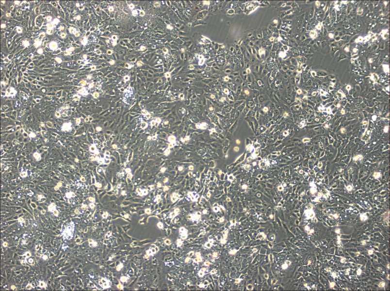 SNU-C5 Cell Complete MediumSNU-C5 Cell Complete Medium - 3