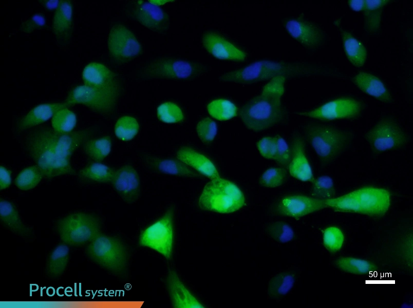 ACHN-GFPACHN-GFP - 3