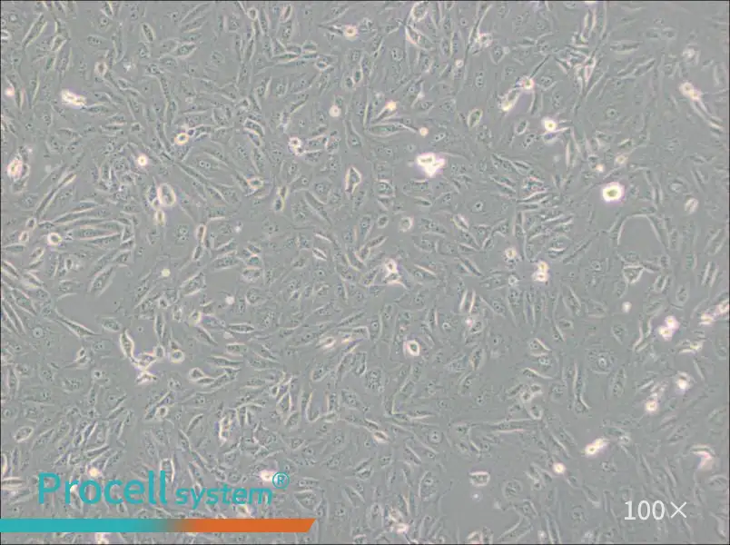 BS-C-1 Cell Complete Medium - 1