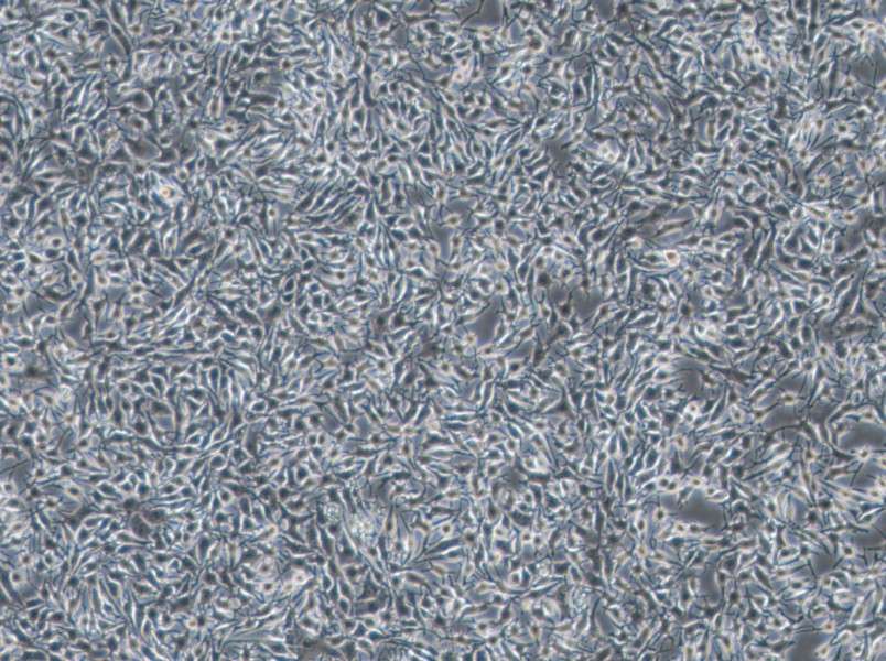 B16-F1 Cell Complete Medium - 3