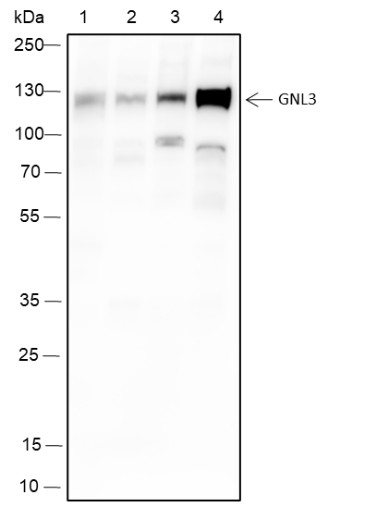 Recombinant MPP8 Monoclonal Antibody-searchlist-1
