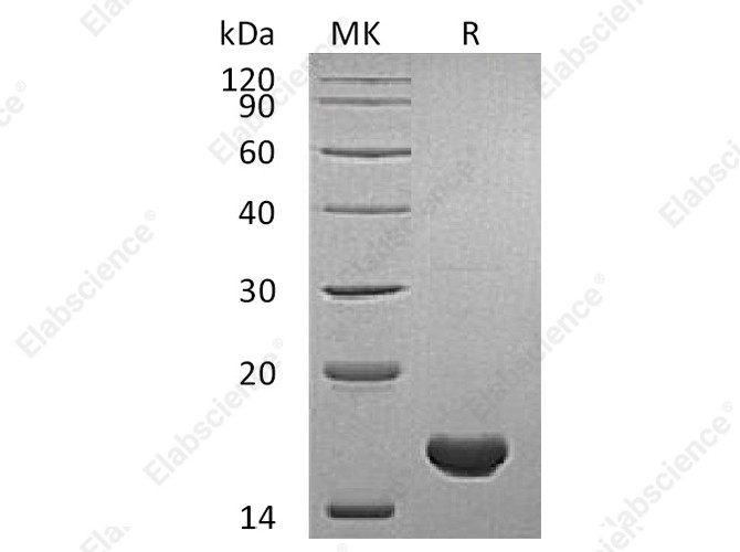 Recombinant Human Cyclophilin A Protein - 1