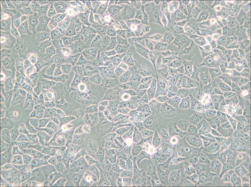 HuTu-80 Cell Complete Medium - small - 4