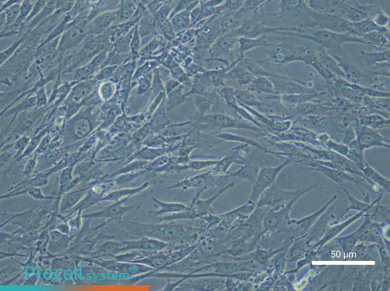 Human Bone Marrow Mesenchymal Stem (Primary cell immortalization) Cell Complete Medium - 6