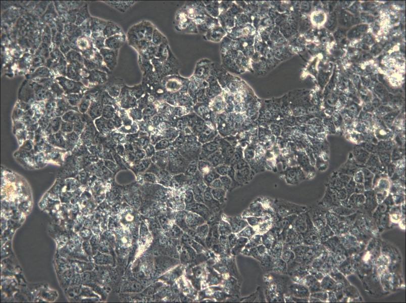 HuH-1 Cell Complete Medium - small - 5