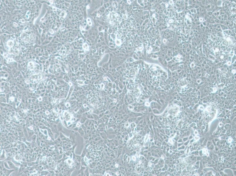 NCI-H1793 Cell Complete Medium-searchlist-1