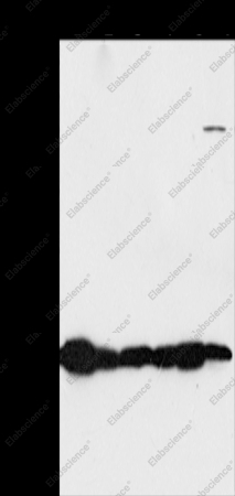 MTFP1 Polyclonal Antibody - 1