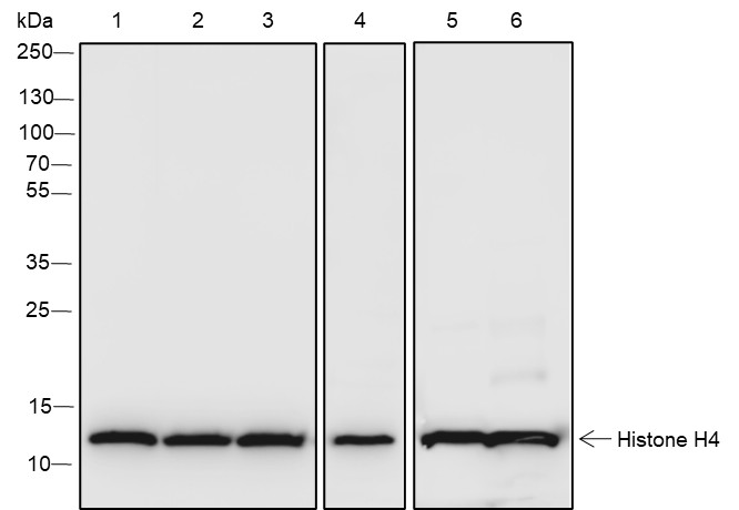 Recombinant Histone H4 (CT) Monoclonal Antibody-searchlist-1