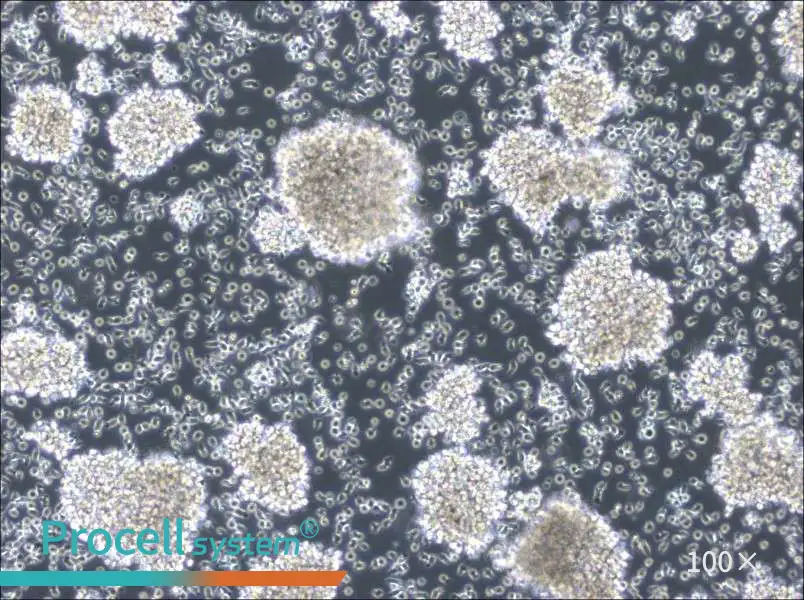 MC/CAR Cell Complete MediumMC/CAR Cell Complete Medium - 2