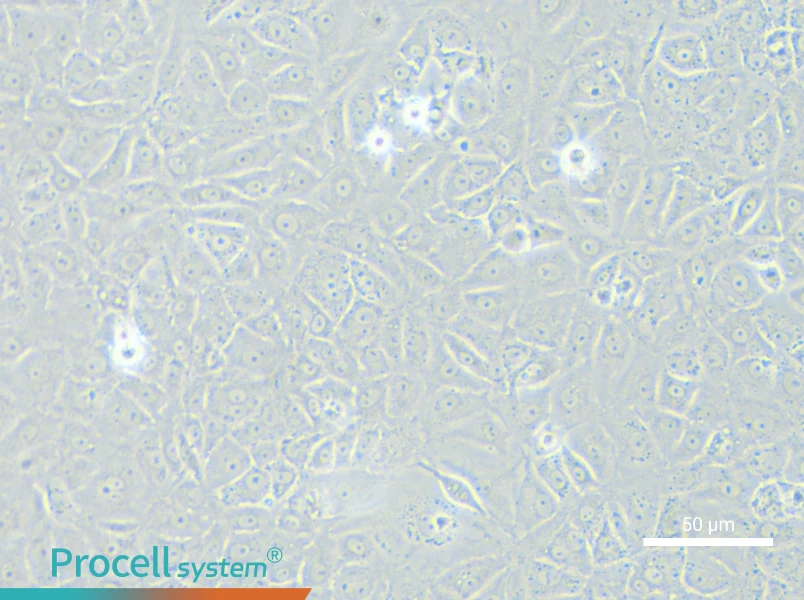 BRL 3A Cell Complete Medium - small - 4