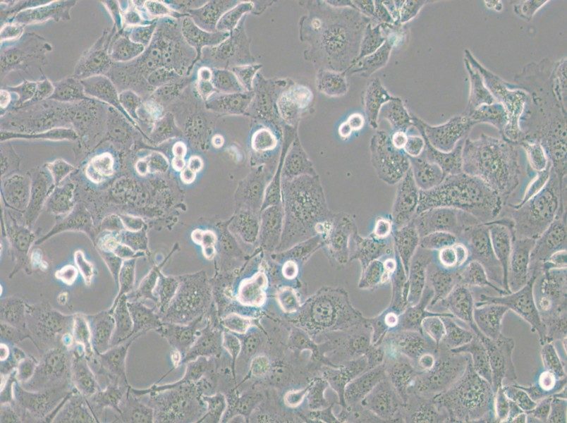 Anglne Cell Complete Medium - small - 4