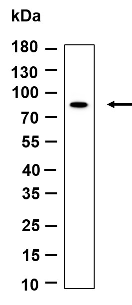 Recombinant Phospho-TBK1 (Ser172) Monoclonal Antibody-searchlist-1