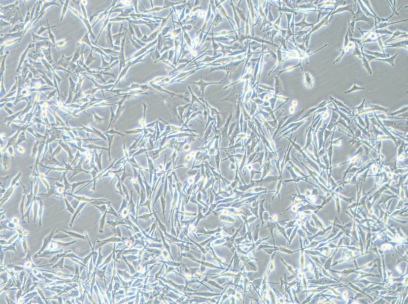 VMM39 Cell Complete Medium - 3