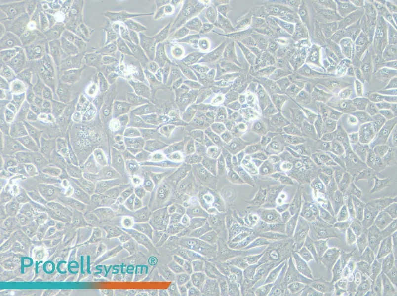NCI-H226 [H226] Cell Complete Medium - 1