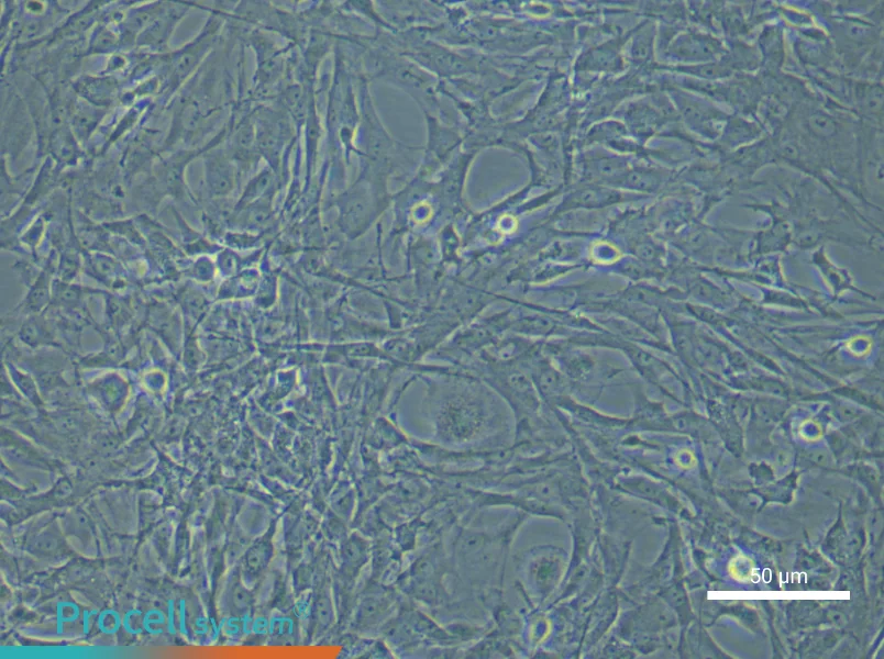 Rat Spinal Cord Fibroblast Complete Medium - 5