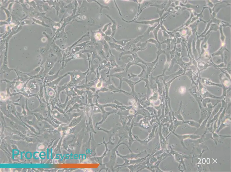 BT-20 Cell Complete Medium - small - 6